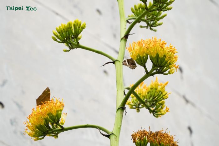 把握花期朝聖！臺北動物園「世紀之花」龍舌蘭壯麗盛放，一生僅此一次